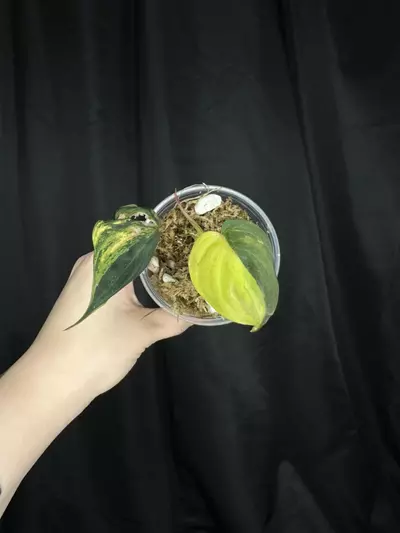 plant/Pink Ferrari Mican-1-thumbnail