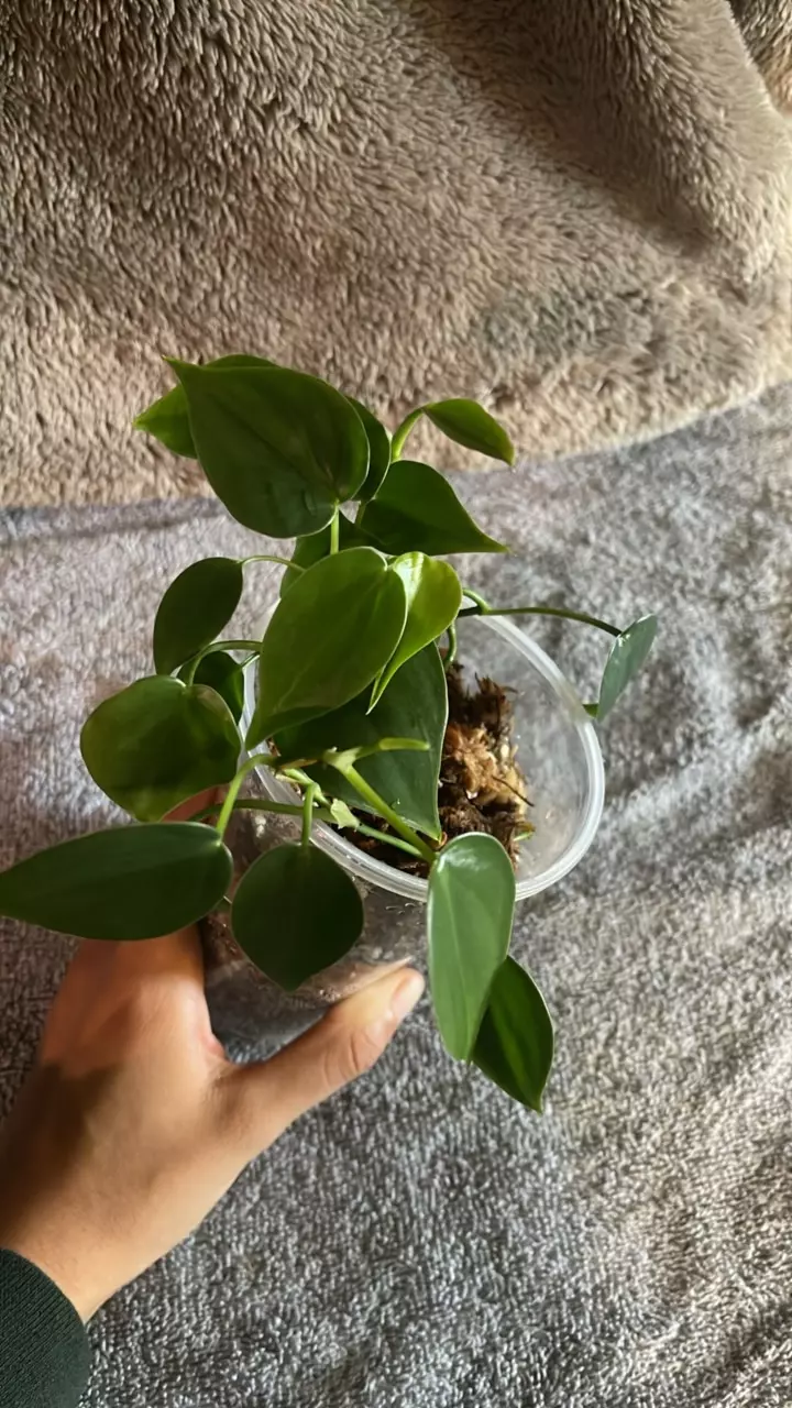 plant/Jade Heartleaf Philo-1