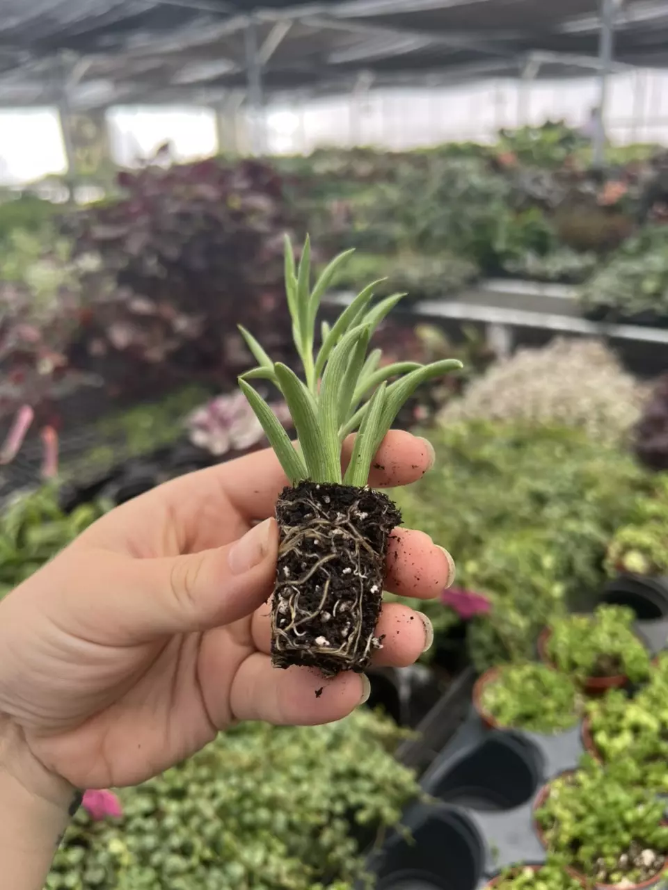 plant/Senecio fish hooks starter plant growers choice-7