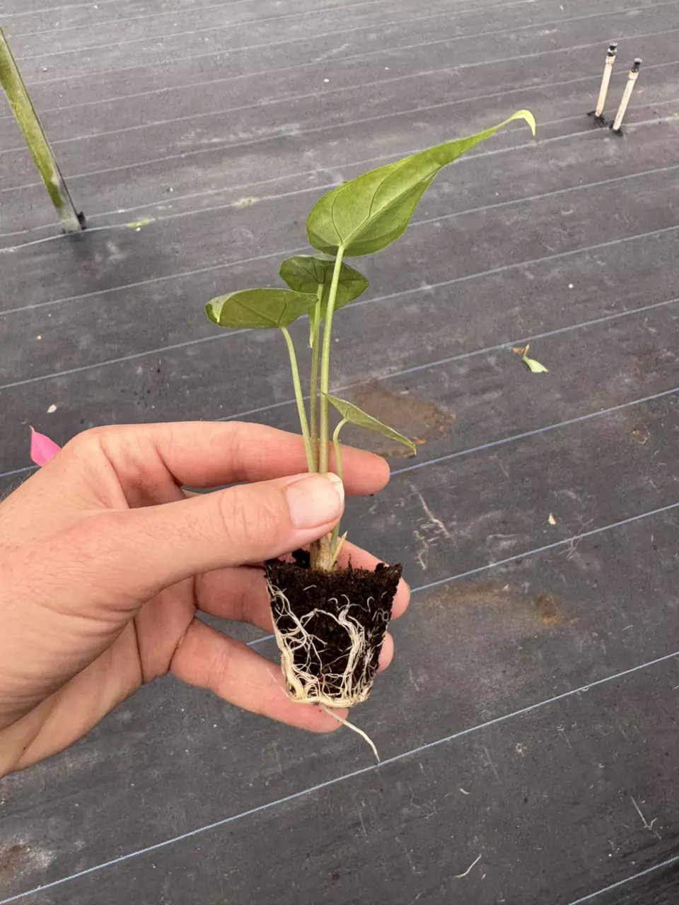 plant/Alocasia venusta starter plant growers choice-7