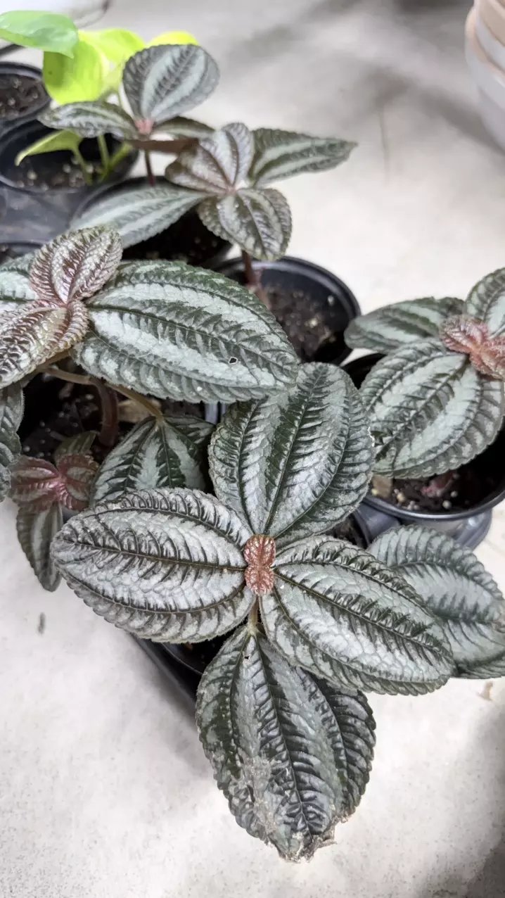 plant/PILEA INVOLUCRATA- Friendship plant (2 plants)-0