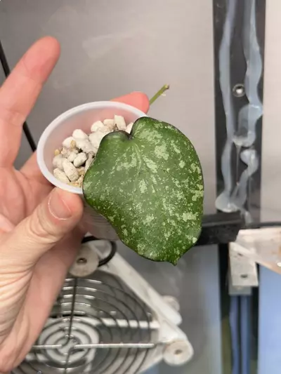 plant/Hoya imbricata x cinnamomifolia-0-thumbnail