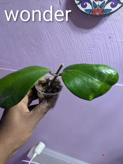 plant/Hoya cv wonder-0-thumbnail