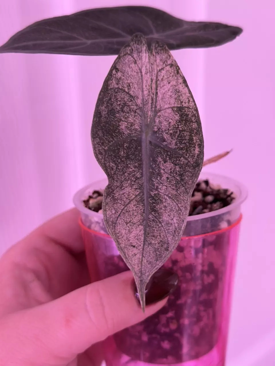 plant/Alocasia Pink Dragon Stardust - CORM-0