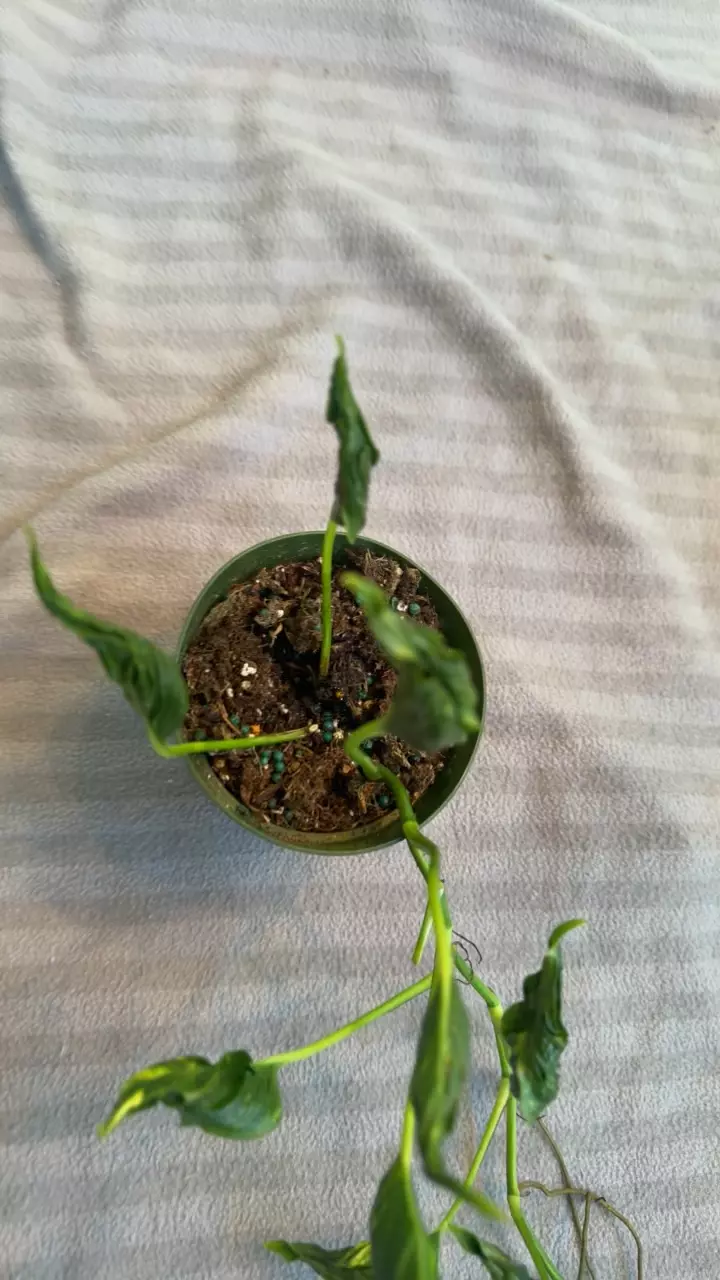 plant/Epripremnum shangri la variegated-0