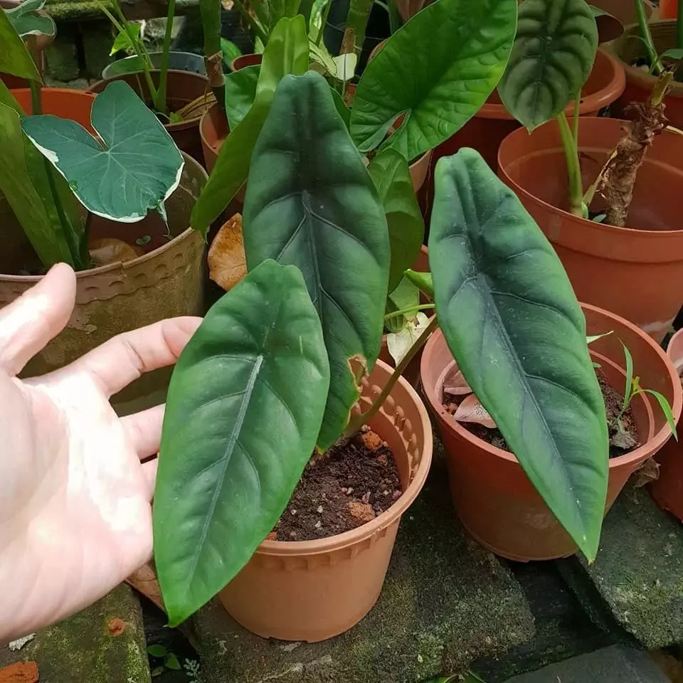 plant/Alocasia venusta starter plant growers choice-0