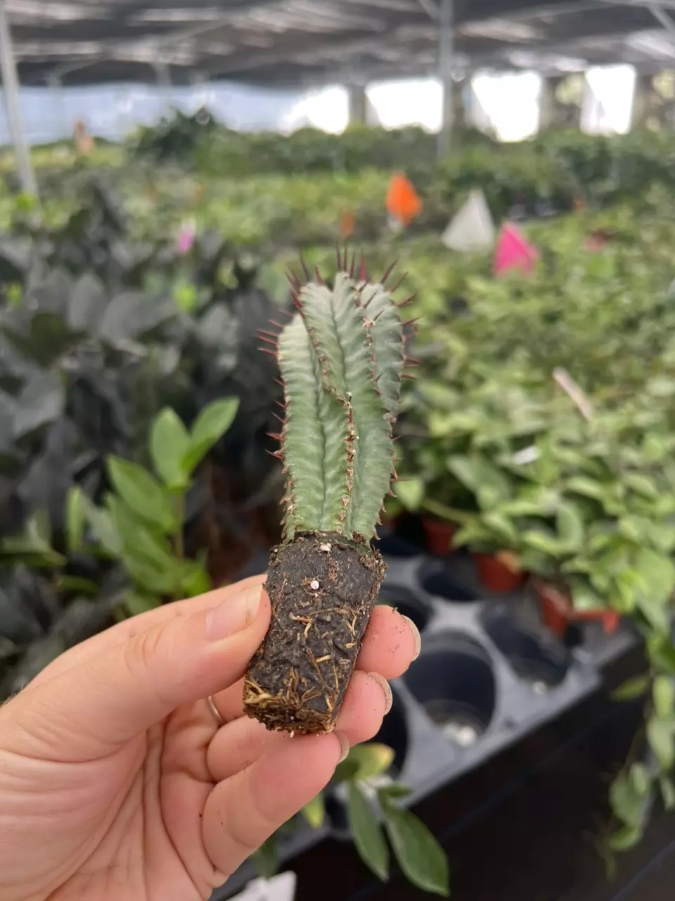 plant/euphorbia horrida noorsveldensis starter plant growers choice-5