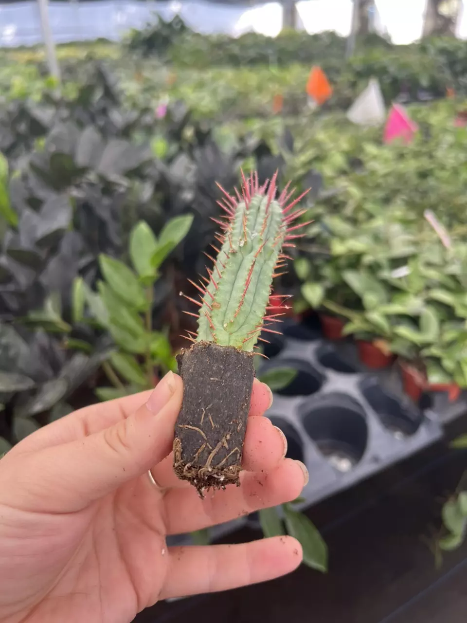 plant/Euphorbia ferox starter plant growers choice-6