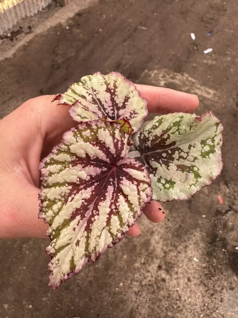 plant/Sri Lanka begonia starter plant growers choice-1