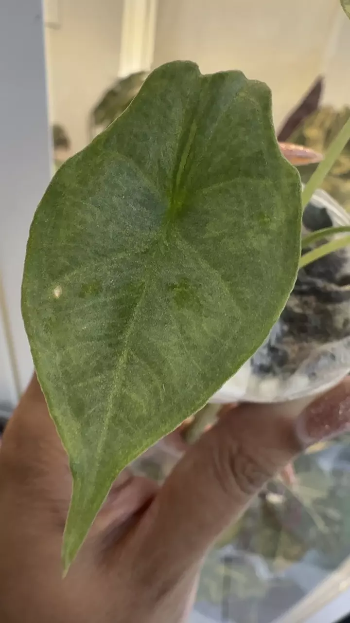 plant/Alocasia Dragon’s Breath Aurea-1