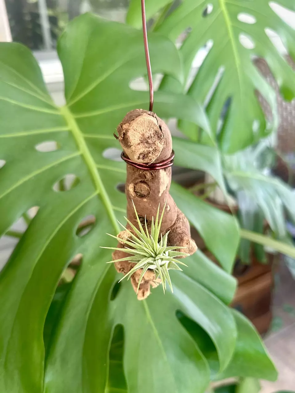 plant/Hanging Grapewood with mounted Air Plant-0