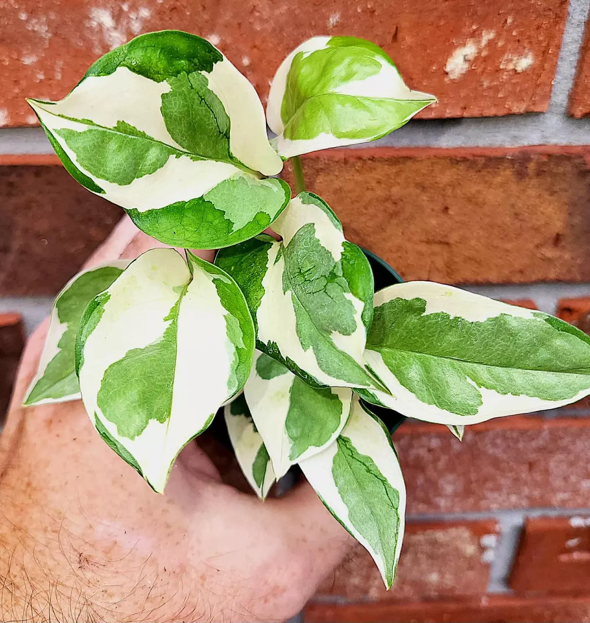 plant/Glacier Pothos-0