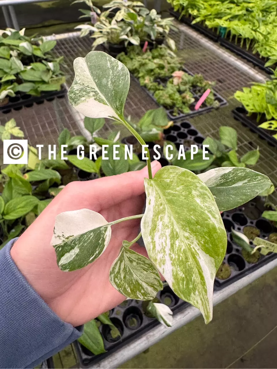 plant/Monstera Albo starter plant growers choice-0