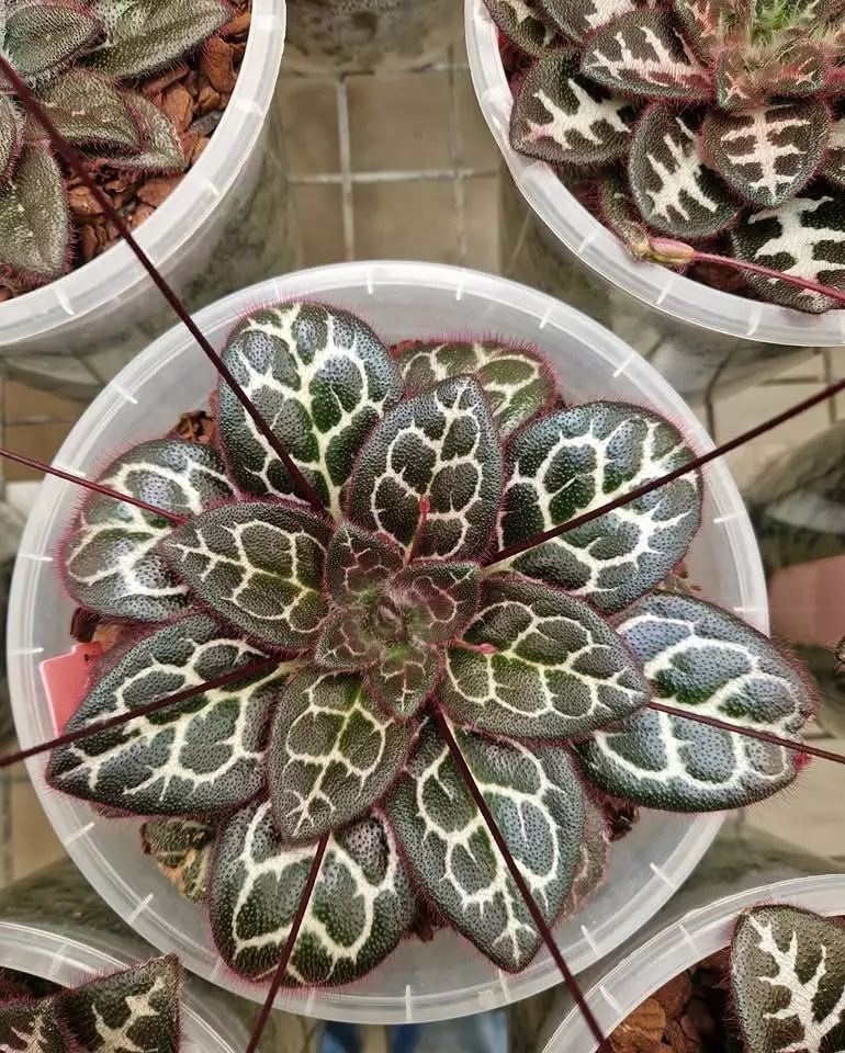 plant/Primulina sinovietnamica starter plant growers choice-0