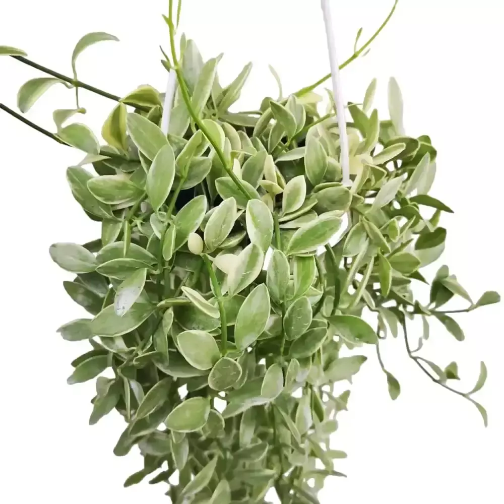 plant/Variegated dischidia oiantha starter plant growers choice-0