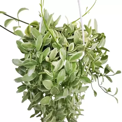 plant/Variegated dischidia oiantha starter plant growers choice-0-thumbnail