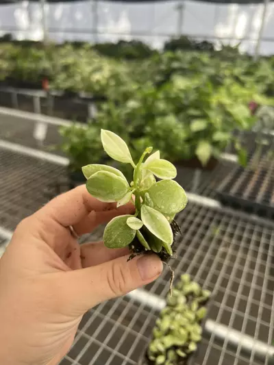 plant/Variegated dischidia oiantha starter plant growers choice-2-thumbnail