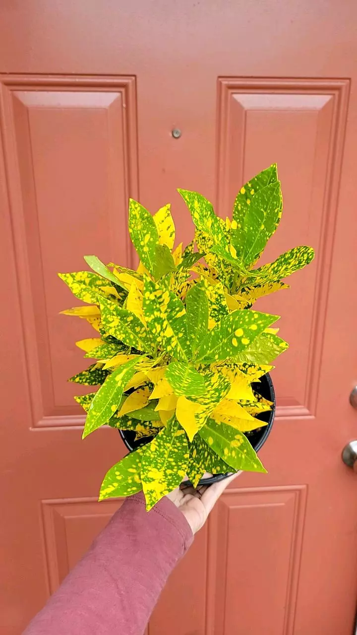 plant/Croton Gold Dust 8" pot-0