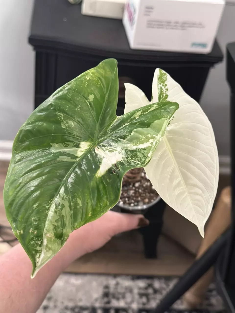 plant/Alocasia Albo Fornicata CORM #2-0