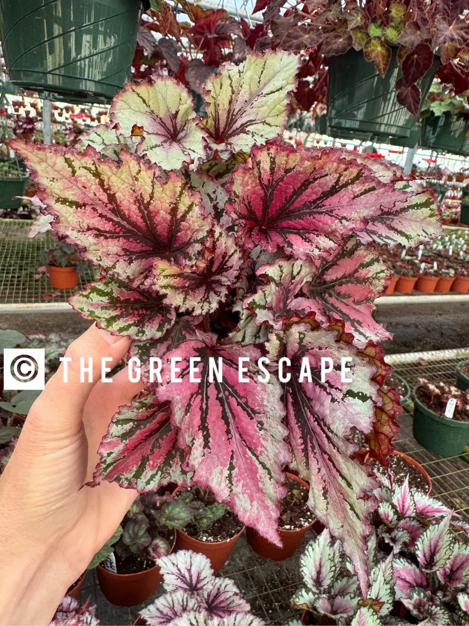 plant/Sri Lanka begonia starter plant growers choice-0