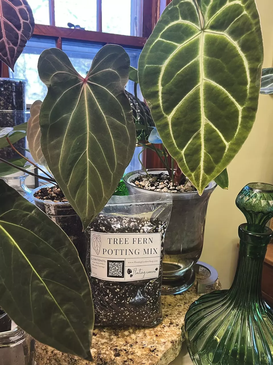 plant/Tree Fern Potting Mix - Small (12 oz)-0