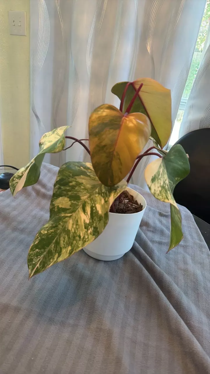 plant/Mature strawberry shake-0