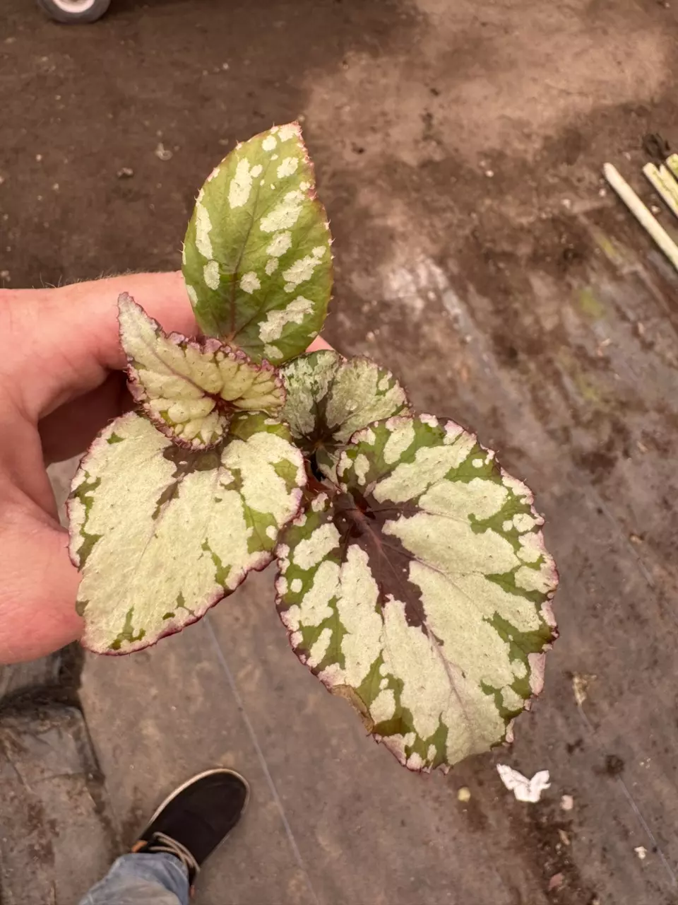 plant/Chagos begonia starter plant growers choice-1