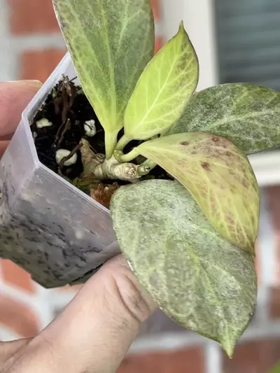 plant/Hoya Cryptic Chrome-1-thumbnail