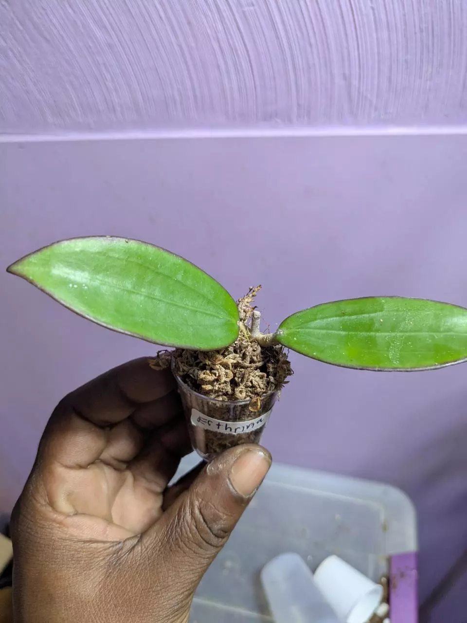 plant/Hoya erthria x Jennifer cutting-1