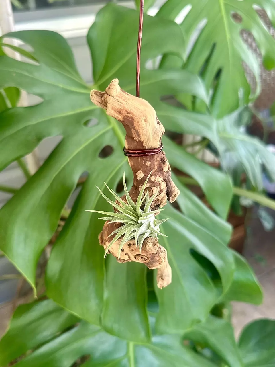 plant/Hanging Grapewood with mounted Air Plant-2