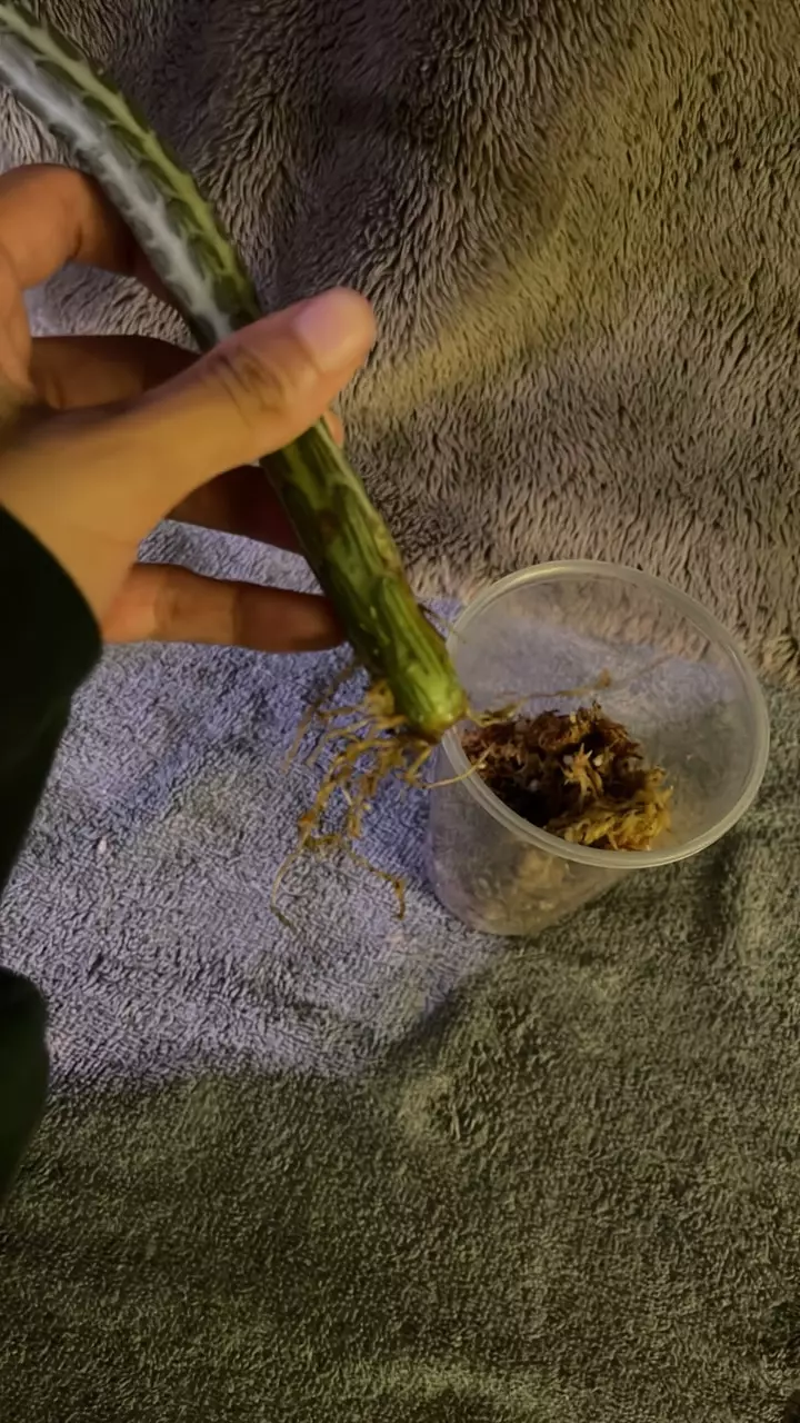 plant/Pickle cactus-1