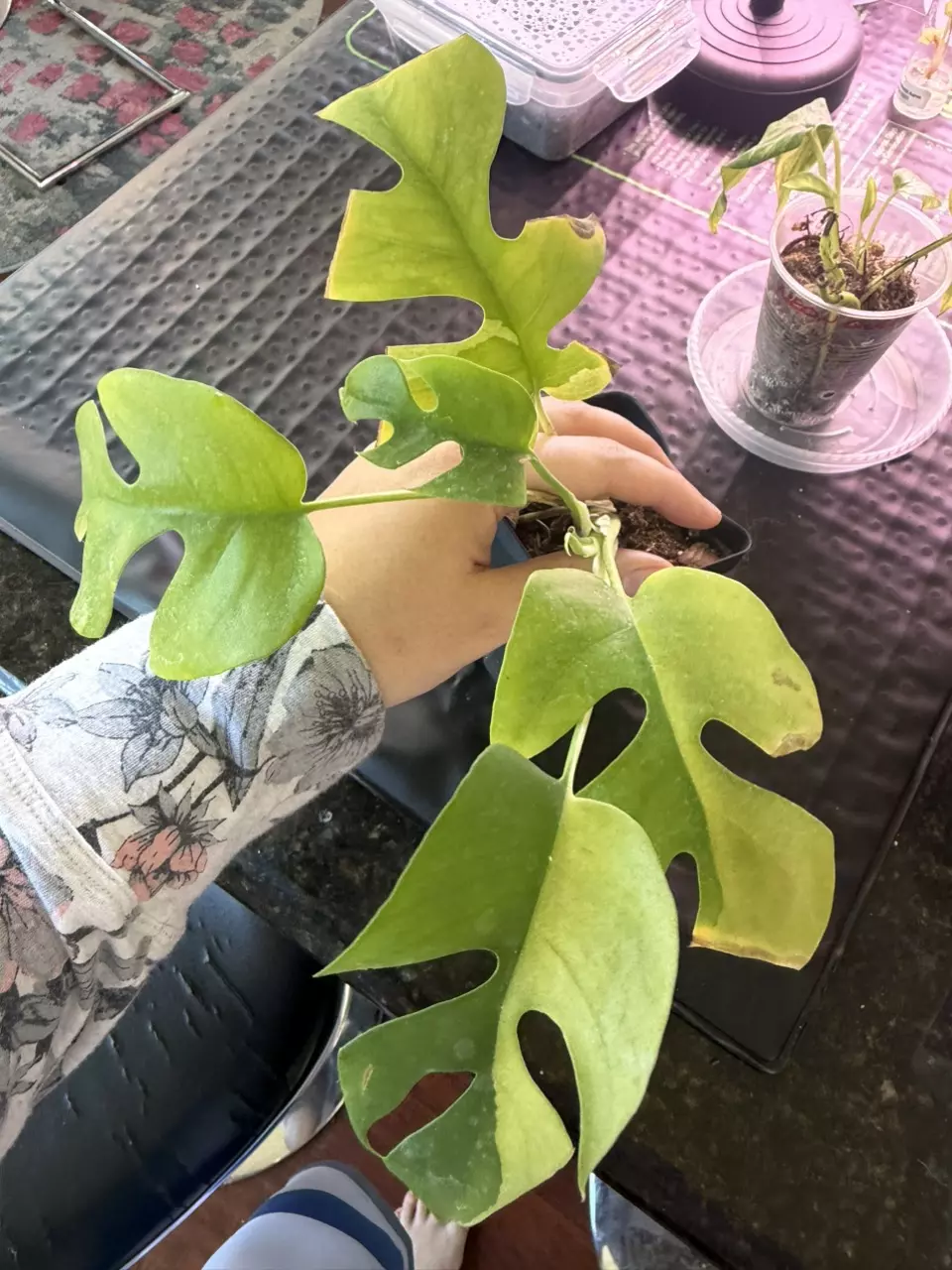 plant/Tetra “mini monsters” variegated. Fast grower!-0