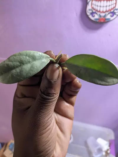 plant/Wilbur Graves silver cutting-0-thumbnail