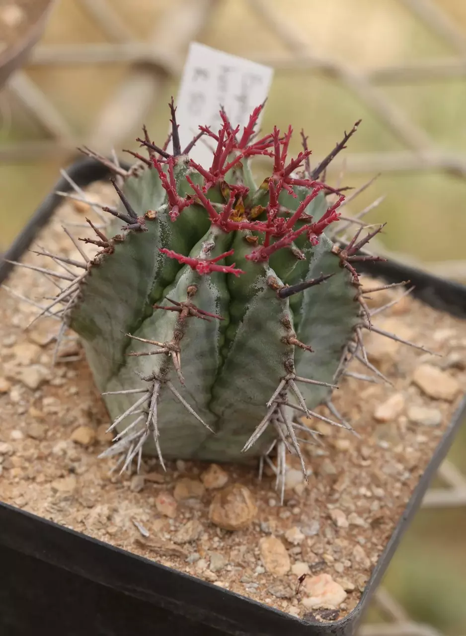 plant/euphorbia horrida noorsveldensis starter plant growers choice-0