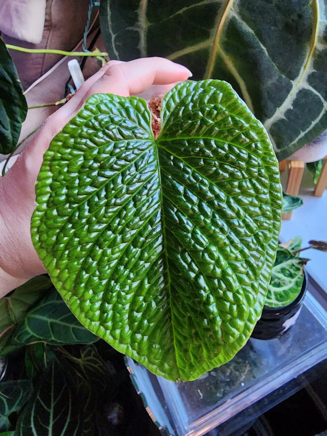 plant/☆Rare☆ An. Splendidium 0205 ☆2 Day Shipping Upgrade mandatory-0