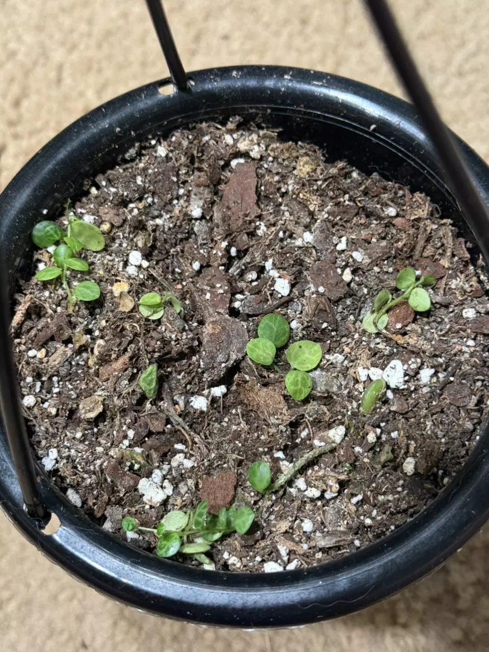 plant/String of Turtle Rehab-0