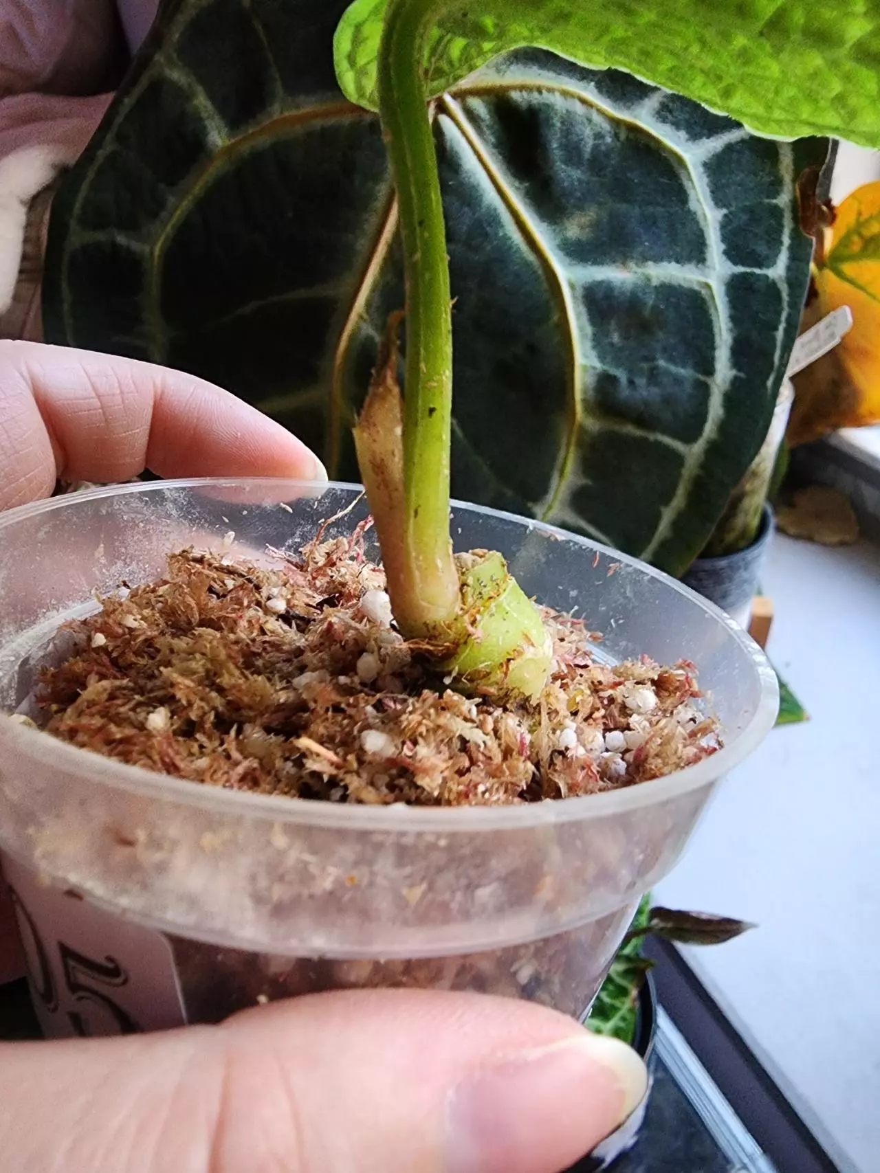 plant/☆Rare☆ An. Splendidium 0205 ☆2 Day Shipping Upgrade mandatory-1