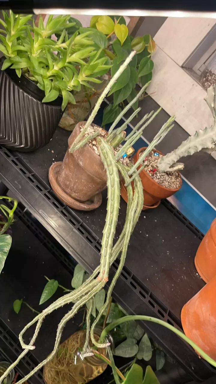 plant/Pickle cactus-3