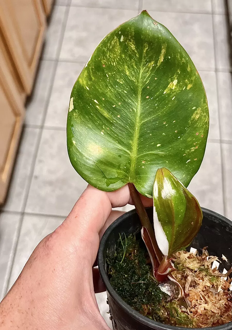 plant/Aurea variegated Philodendron White Knight Philodendron (quadricolor)-1
