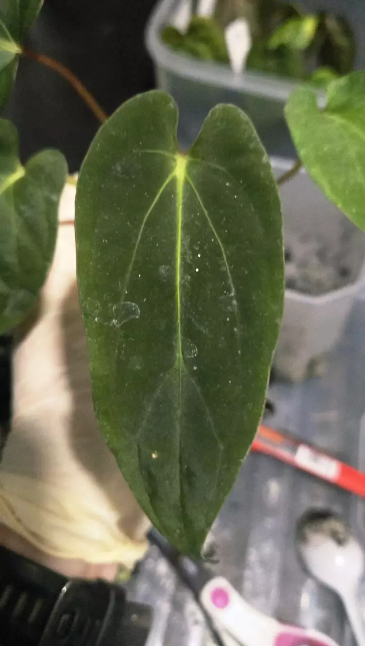 plant/Anthurium Ree Garden x Long Bullet, 01-0