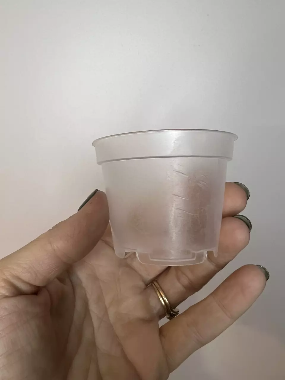 plant/25 Pack - 2” Clear Plastic Pots-3