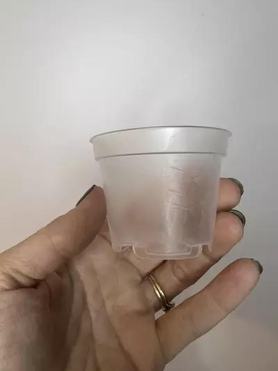 plant/2” Clear Pots - 25 Pack-3-thumbnail