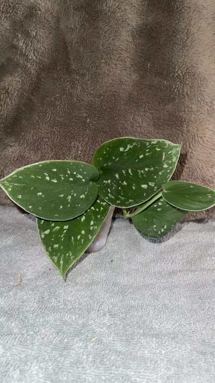 plant/Scindapsus pictus-0
