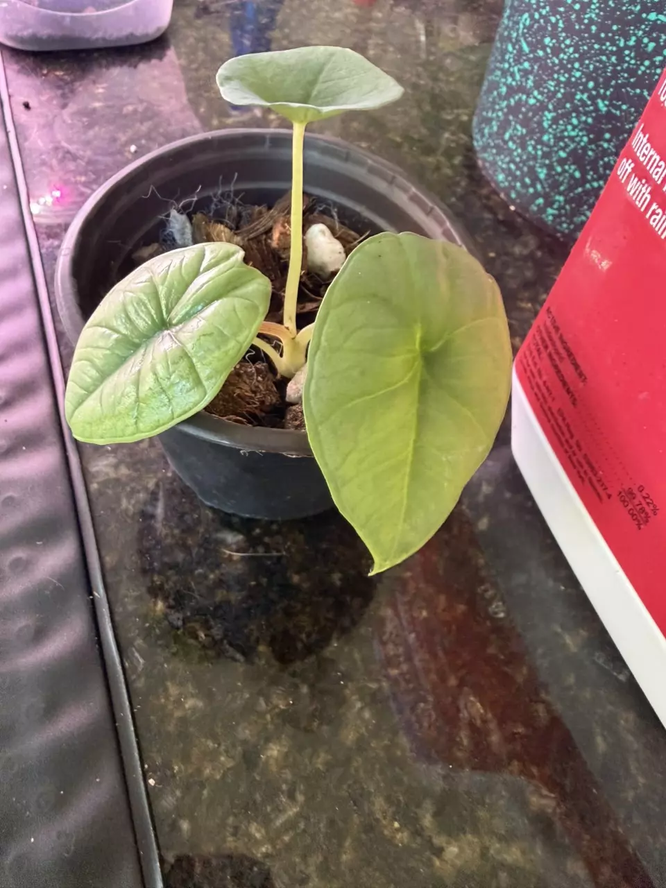 plant/Alocasia-0