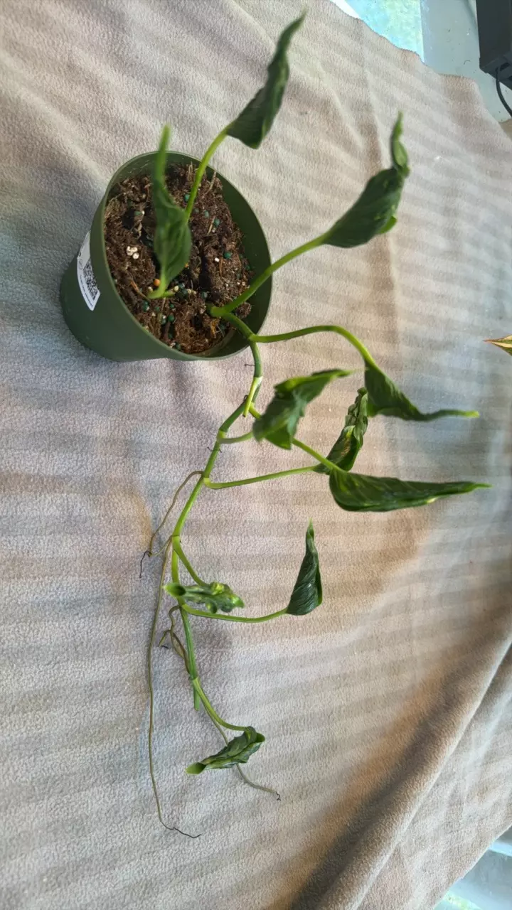 plant/Epripremnum shangri la variegated-1