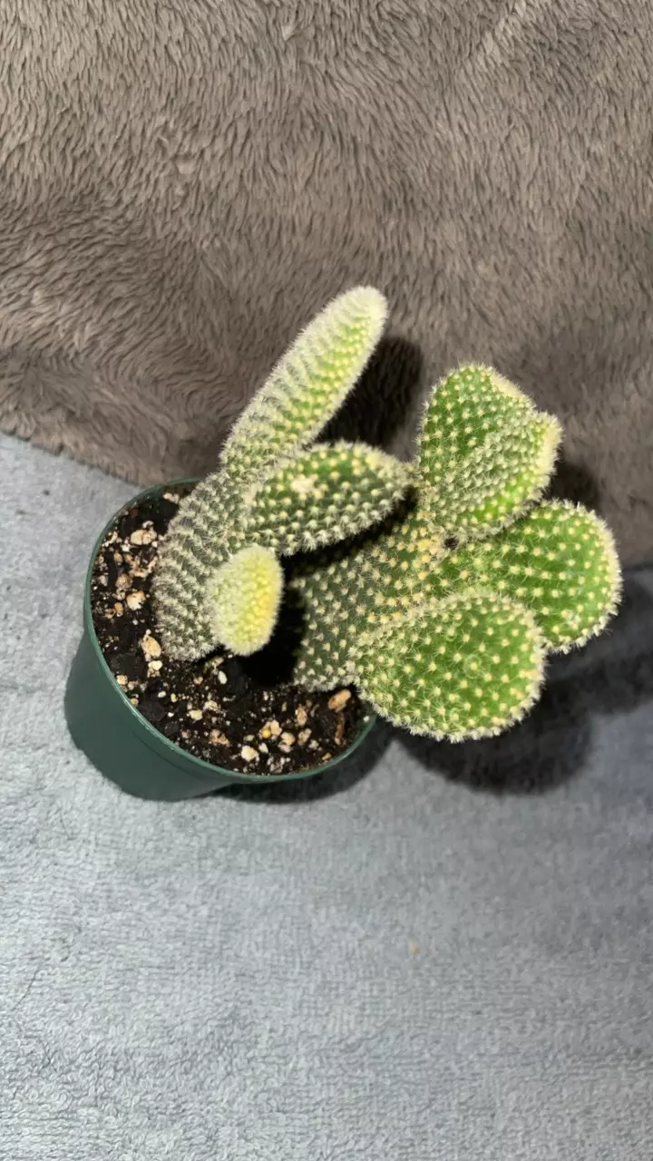 plant/Bunny ear cactus-3