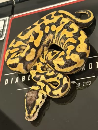 plant/Puzzle Orange Dream YB Super Pastel Het Candy Het Pied-1-thumbnail