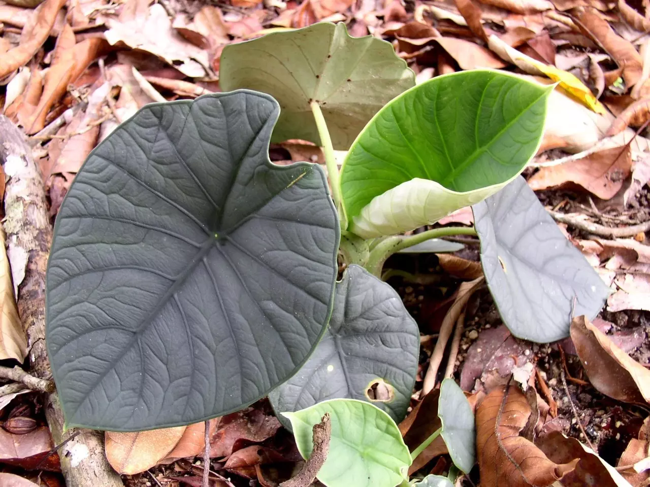 plant/Alocasia chaii starter plant growers choice-0