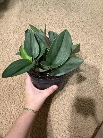 plant/Scindapsus Treubii Moonlight-0-thumbnail