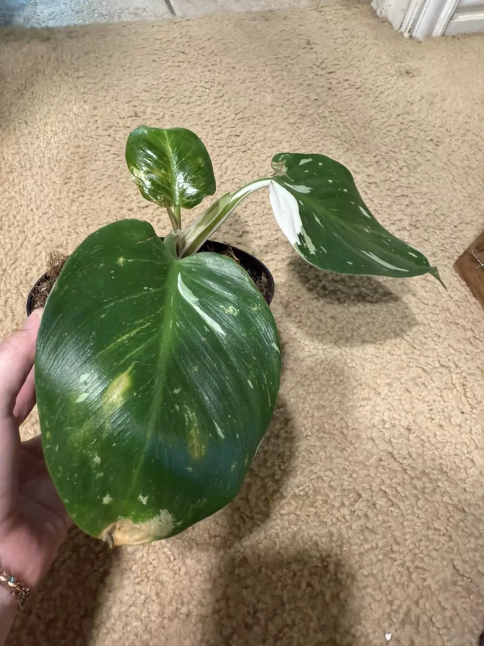 plant/White Wizard Philodendron-0